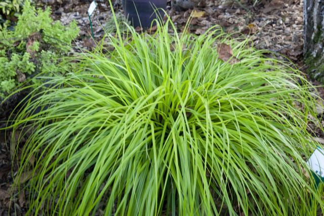 Carex oshimensis 'Everillo'