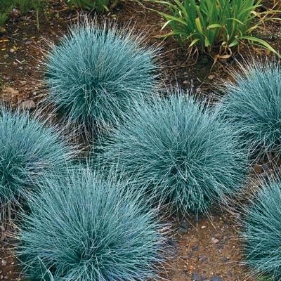 Festuca glauca'Blue Select'