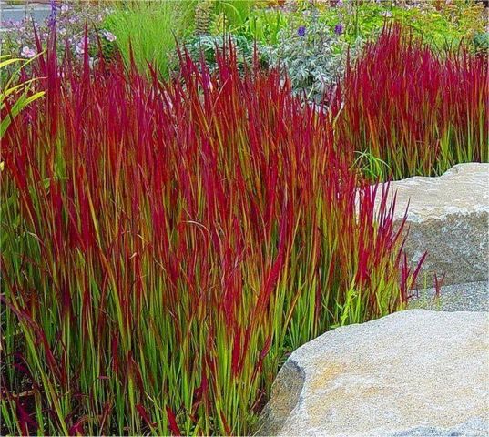 Imperata cylindrica 'Red Baron' 2 litres