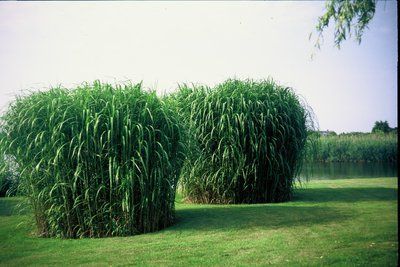 Miscanthus giganteus 2 litres