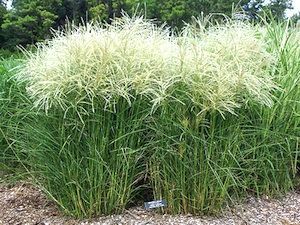 Miscanthus sinensis 'Kleine Fontane'