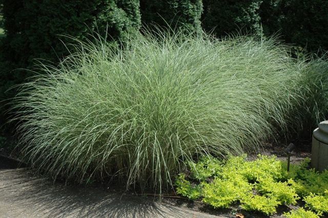 Miscanthus sinensis 'Morning Light' 2 litres