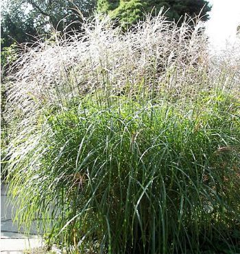 Miscanthus sinensis 'Sirene'