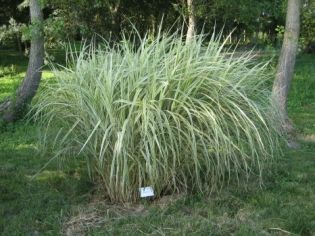 Miscanthus sinensis 'Variegatus' 2 litres