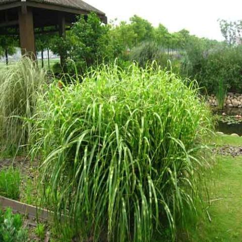 Miscanthus sinensis 'Zebrinus' 2 litres 