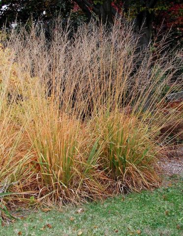 Molinia arundinacea 'Skyracer' 2 litres