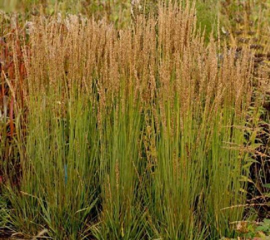 Molinia caerulea 'Moorhexe'