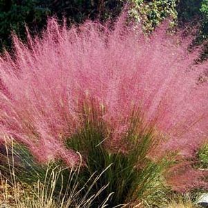 Muhlenbergia capillaris 2 litres 