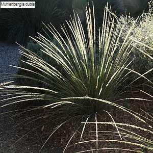 Muhlenbergia dubia 2 litres