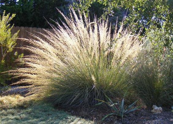 Muhlenbergia emersleyi 2 litres 