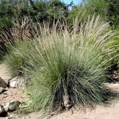 Muhlenbergia lindheimeri 2 litres