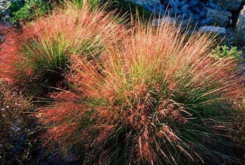 Muhlenbergia reverchonii 