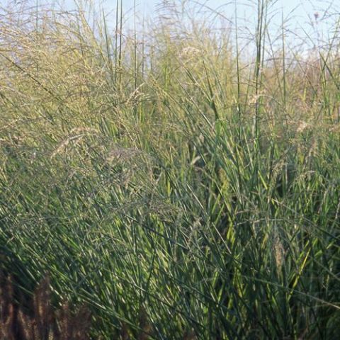 Panicum amarum 2 litres