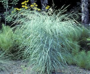 Panicum amarum 'Dewey Blue' 2 litres