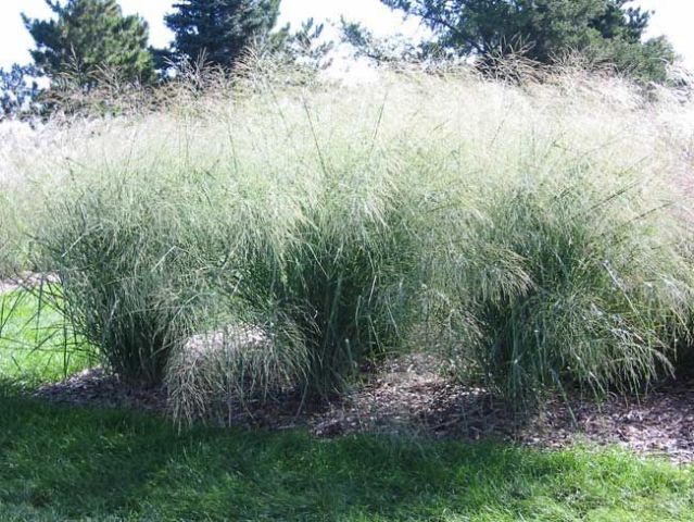 Panicum virgatum 'Cloud Nine' 2 litres