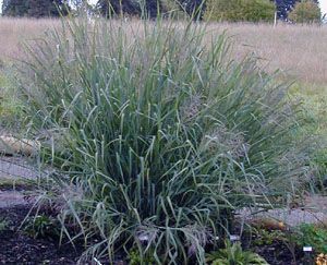 Panicum virgatum 'Dallas Blue' 2 litres