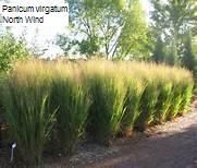 Panicum virgatum 'North Wind' 2 litres