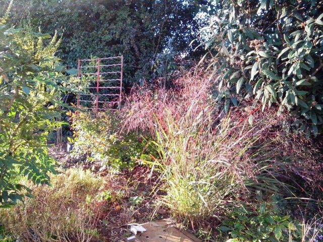 Panicum virgatum 'Plantagenet'