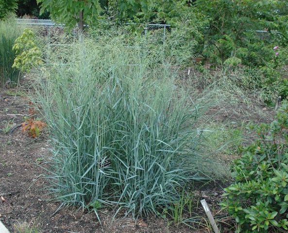 Panicum virgatum 'Prairie Sky' 2 litres