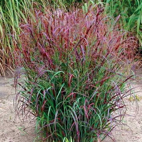 Panicum virgatum 'Squaw' 2 litres