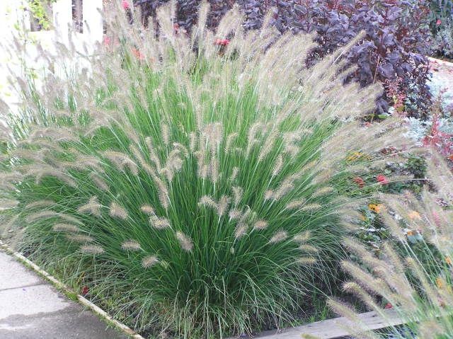 Pennisetum alopecurodes 'Hameln' 2 litres 