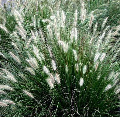 Pennisetum alopecuroïdes 'Little Bunny'
