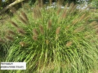 Pennisetum alopecurodes 'Moudry' 2 litres