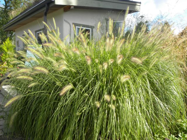 Pennisetum alopecurodes 'Paul's Giant' 2 litres