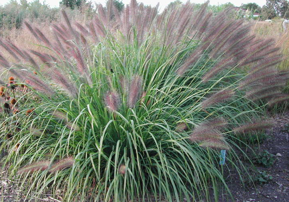 Pennisetum alopecurodes 'Red Head' 2 litres