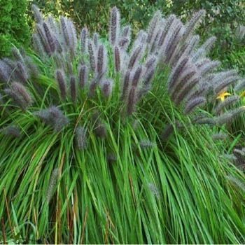 Pennisetum alopecurodes 'Viridescens' 2 litres