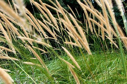 Pennisetum macrourum 