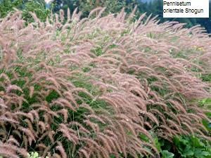 Pennisetum orientale 'Shogun' 2 litres