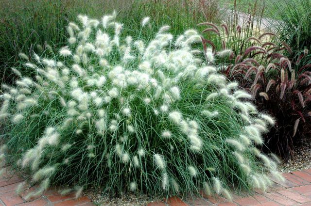 Pennisetum villosum 