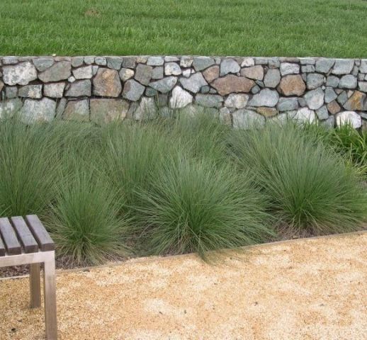 Poa labillardieri'Glauca' 2 litres