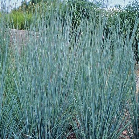 Schizachyrium scoparium 'The Blues'