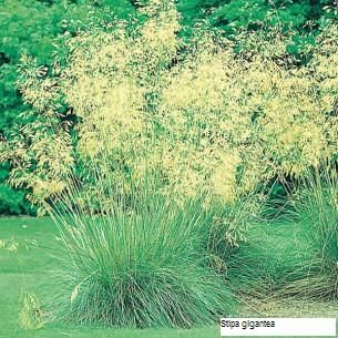 Stipa gigantea