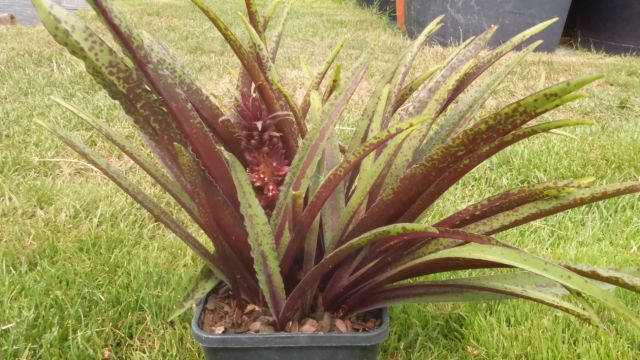 Eucomis 'Dark Star'