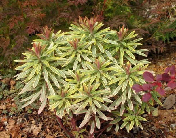 Euphorbia characias 'Ascot Rainbow'
