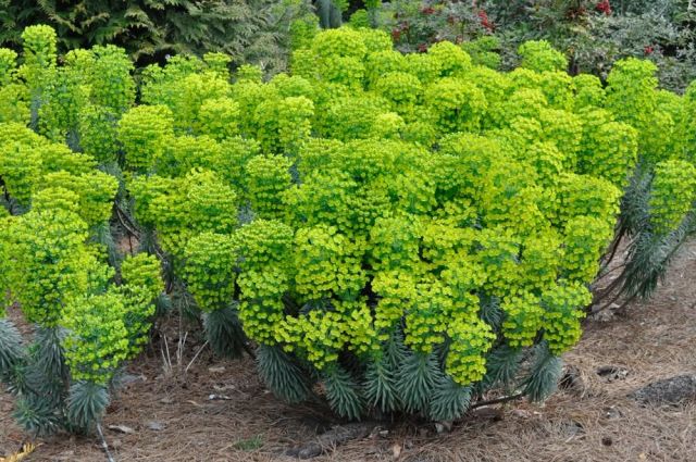 Euphorbia wulfenii 'Shorty' 2 litres