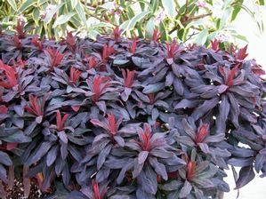 Euphorbia amygdalodes Ruby Glow