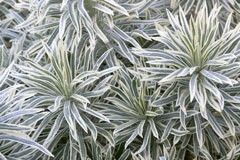 Euphorbia characias 'Tasmanian Tiger' 2 litres