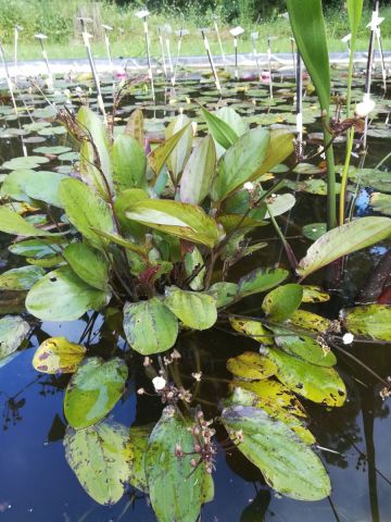 Echinodorus 'Sunlight'