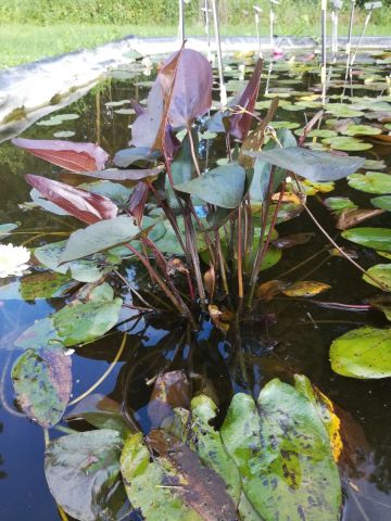 Echinodorus 'Indian Summer'