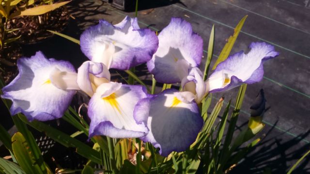 Iris ensata 'Gracieuse'