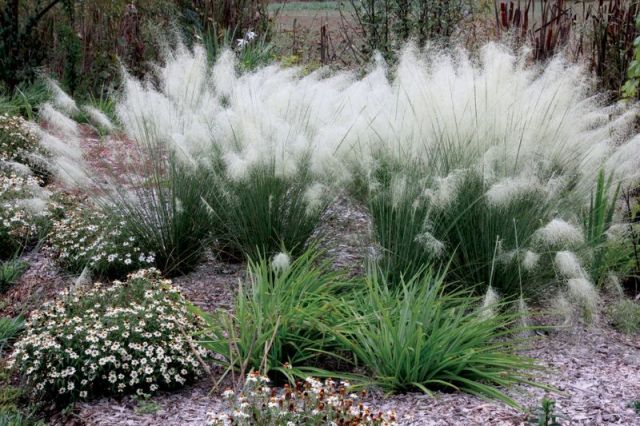 Muhlenbergia capillaris 'White Cloud'