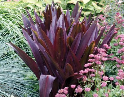 Eucomis comosa 'Oakhurst'