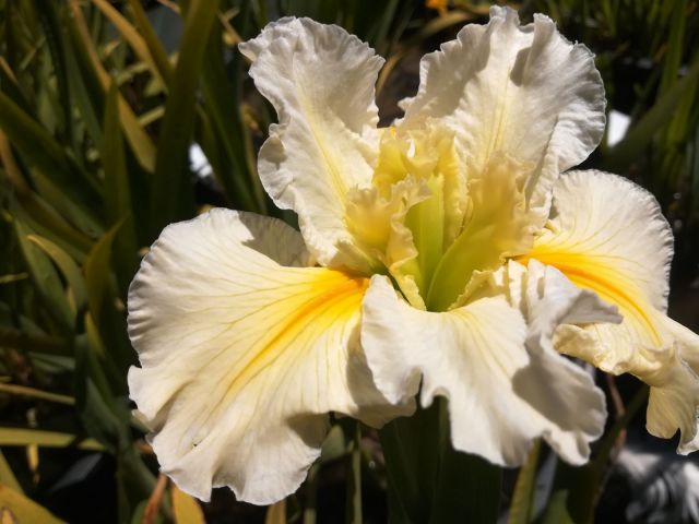 Iris louisiana 'Land of Cotton'