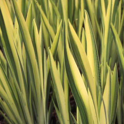 Iris pseudacorus 'Variegata'