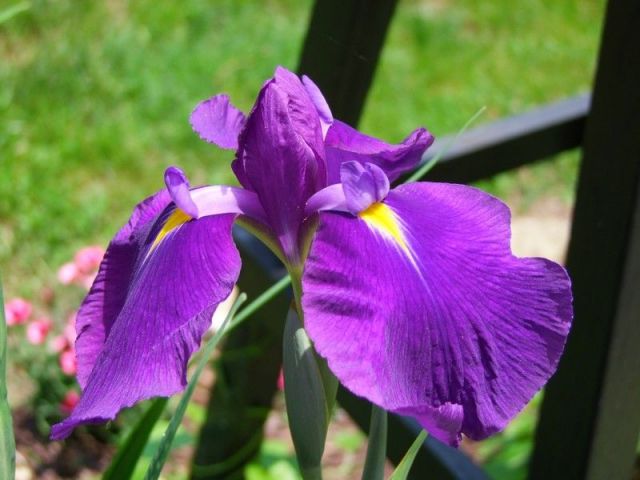 Iris ensata 'Royal Banner' 1 Litre