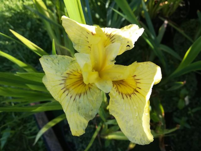 Iris pseudata 'Aichi No Kagayaki'